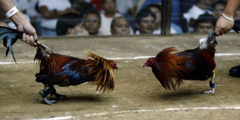 Sự đa dạng về giống linh kê 12bet Đá Gà Cựa Dao